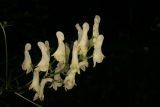 Aconitum lycoctonum subsp. neapolitanum RCP08-07 065.jpg